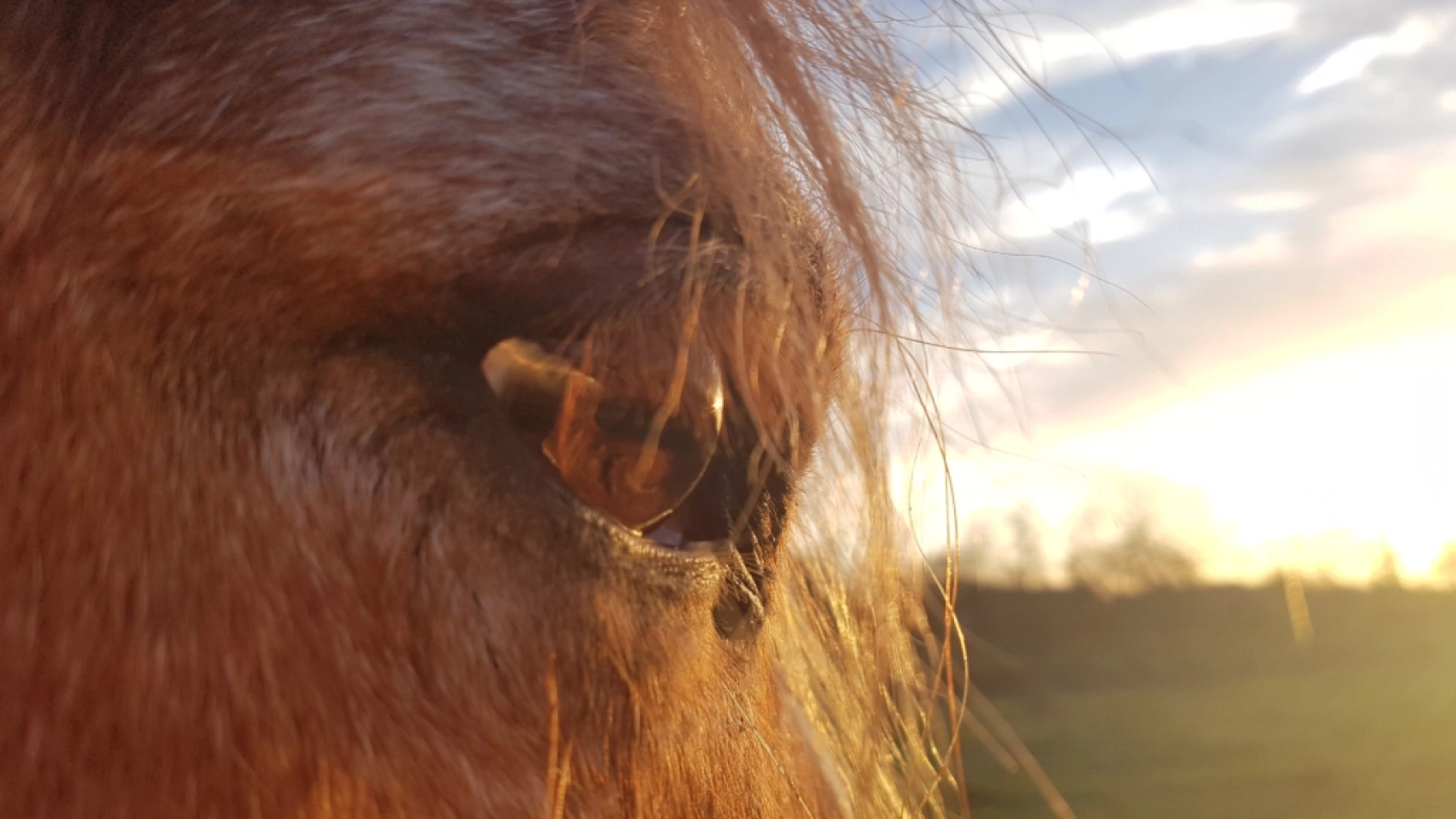 oeil de cheval