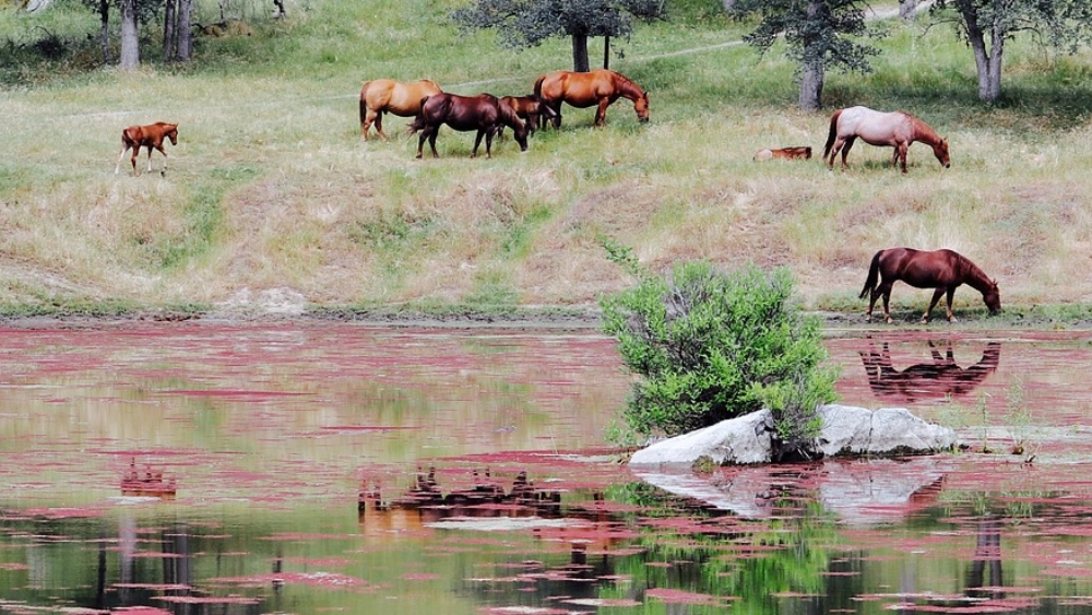 chevaux buvant dans une rivière