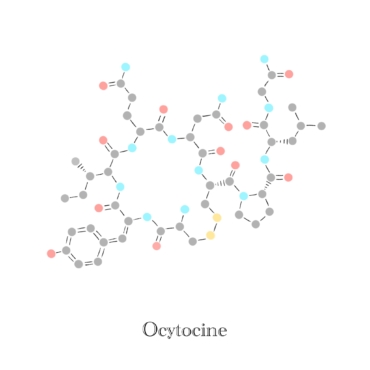 Ocytocine, molécule - Illustration Anaïs Clavel