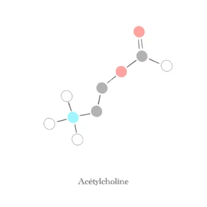 Acétylcholine molécule - Illustration Anaïs Clavel