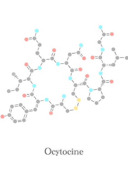 Ocytocine, molécule - Illustration Anaïs Clavel