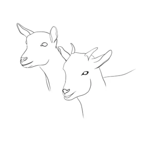 chèvres - commerces et services de Penne - Illustration Anaïs Clavel